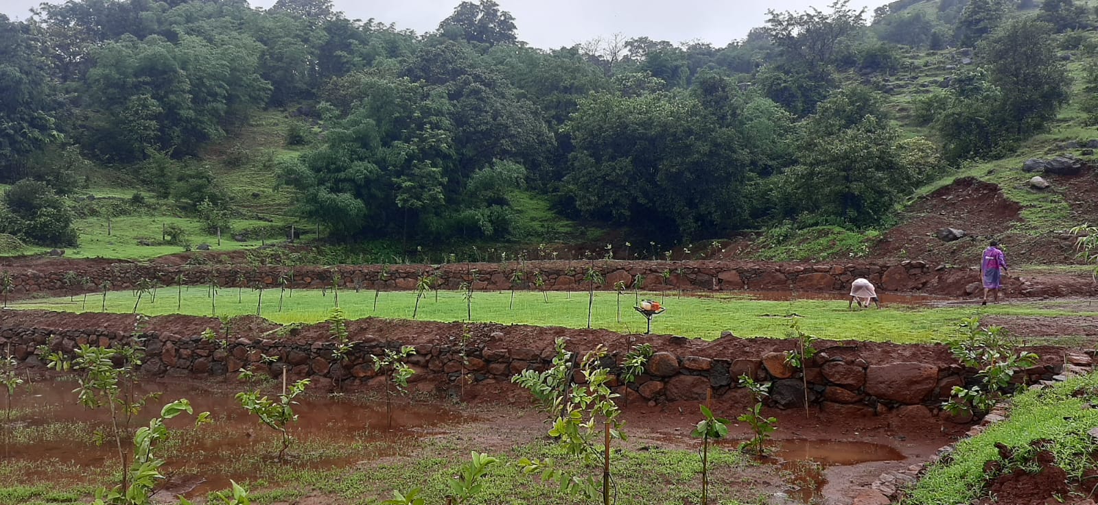 vijayrajrahee Y4D foundation agroforestry plantation